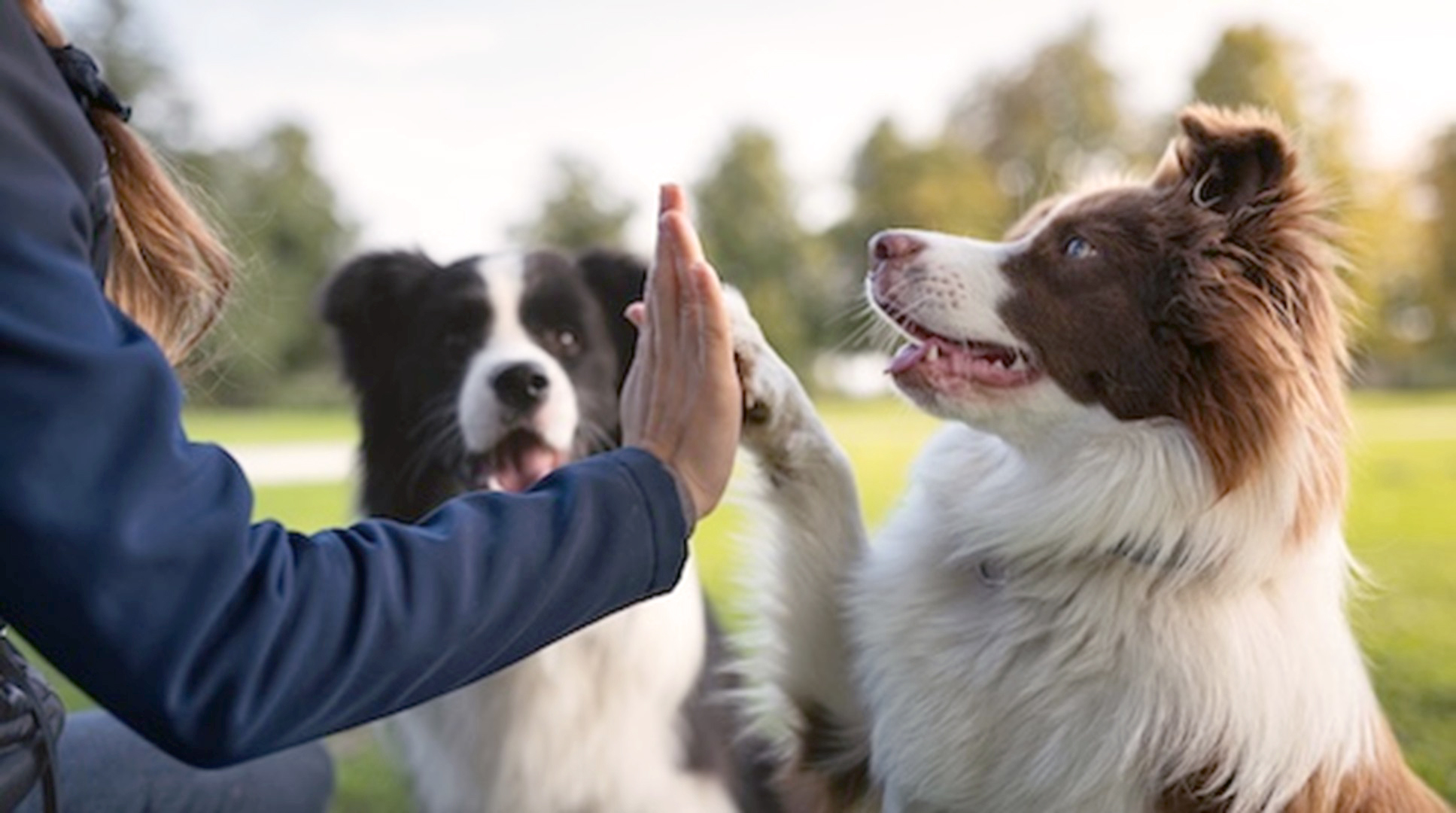 Persoon en hond in harmonie