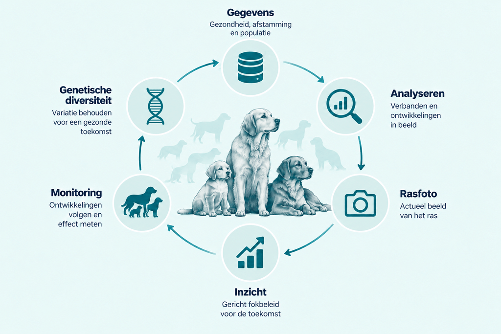 visual data & populatie (cyclus) kopie
